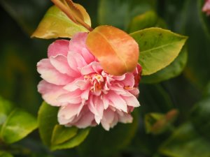 Camellia maliflora