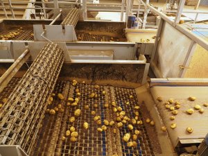 Potato sorting machines