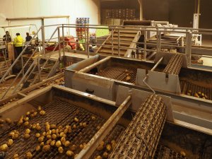 Potato sorting machines