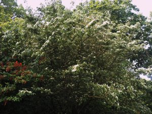 1991 planted Cornus kousa variety