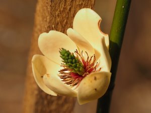 Magnolia laevifolia ‘Lennon’