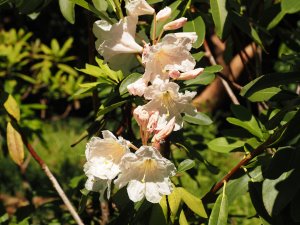 Rhododendron. decorum ssp. diaprepes?