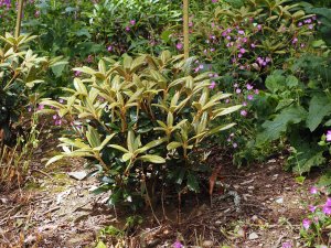 new growth on the large rhododendrons
