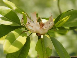 Magnolia virginiana ‘Ludoviciana’