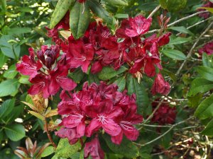 Rhododendron ‘Moser’s Maroon’