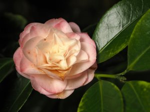 Camellia japonica ‘Kitty’