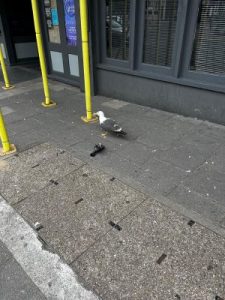 A seagull eats a pigeon