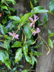Trachelospermum asiaticum ‘Pink Showers’