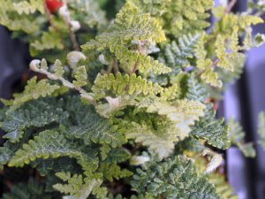 Cheilanthes lanosa