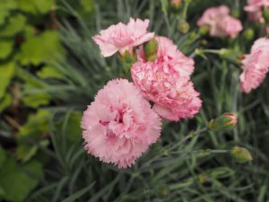 Dianthus ‘Candy Floss’