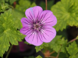 Geranium ‘Pink Penny’