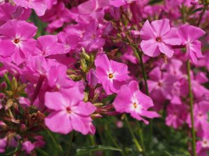 Phlox ‘Romance’