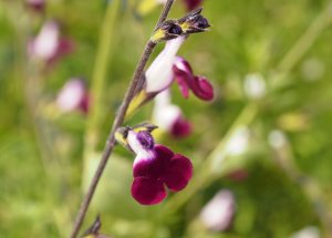 Salvia ‘Amethyst Lips’