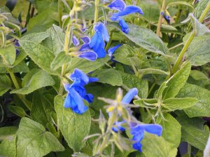 Salvia ‘Deep Blue’