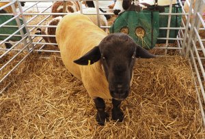 Suffolk ram