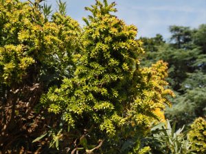 Echium fastuosum