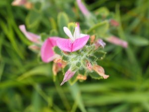 Ononis repens (Restharrow)