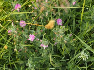 Ononis repens (Restharrow)