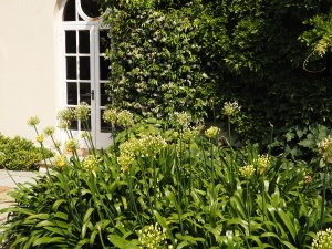 Agapanthus ‘Africanus Albus’ and Trachelospermum jasminoides