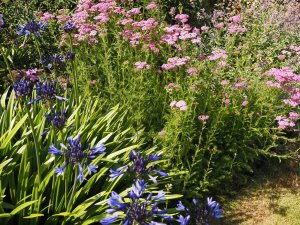 Agapanthus ‘Royal Velvet’ and Achillea ‘Cerise Queen’