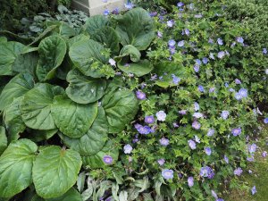 Bergenia ciliata alongside Geranium ‘Rozanne'