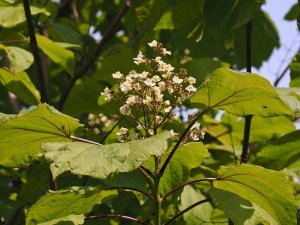 Catalpa bignonioides