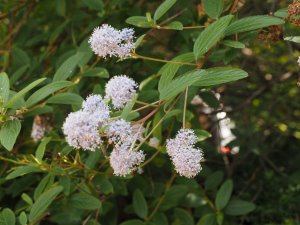 Ceanothus x delileanus ‘Gloire de Versailles’