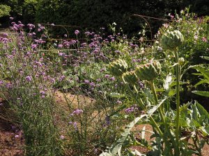 Cynara cardunculus