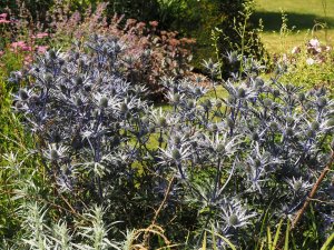 Eryngium bourgatii ‘Picos Blue’