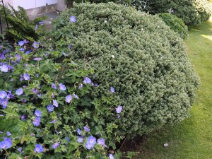 Geranium ‘Rozanne’