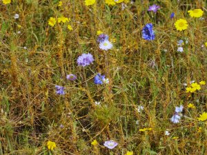 wild flower meadow