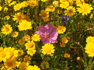 wild flower meadow