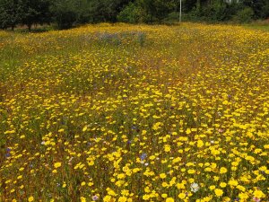 wild flower meadow