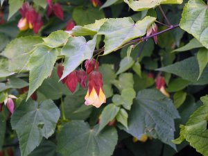 Abutilon megapotamicum