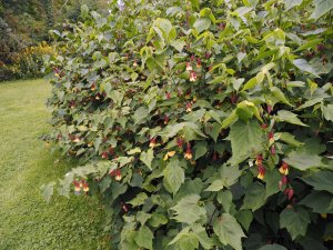 Abutilon megapotamicum