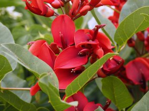 Erythrina crista-galli