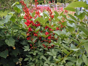 Erythrina crista-galli