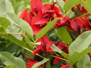 Erythrina crista-galli