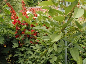 Erythrina crista-galli