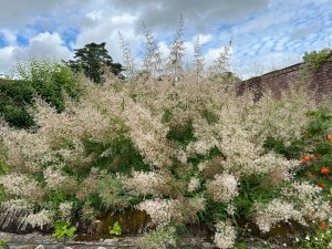 Aloysia citrodora