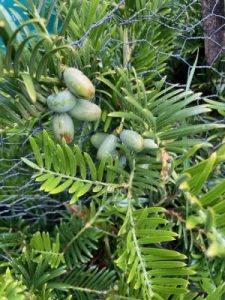 Cephalotaxus fortunei