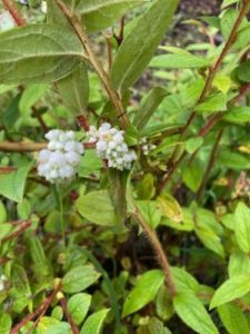 Gaultheria wardii