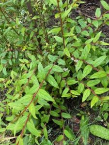 Gaultheria wardii