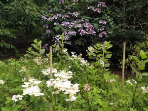 Hydrangea paniculata ‘Early Sensation’ and Hydrangea sargentiana