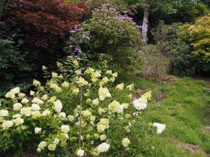 Hydrangea paniculata ‘Early Sensation’ and Hydrangea sargentiana
