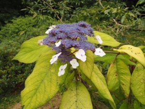 Hydrangea sargentiana