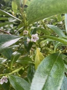 Myoporum laetum