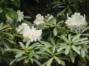 Rhododendron ‘Polar Bear’