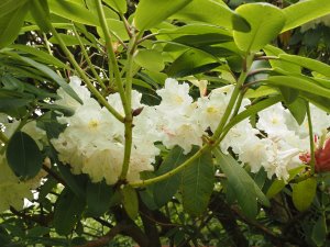 Rhododendron ‘Polar Bear’