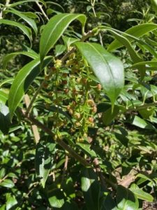 Vaccinium dunalianum v. megaphyllum